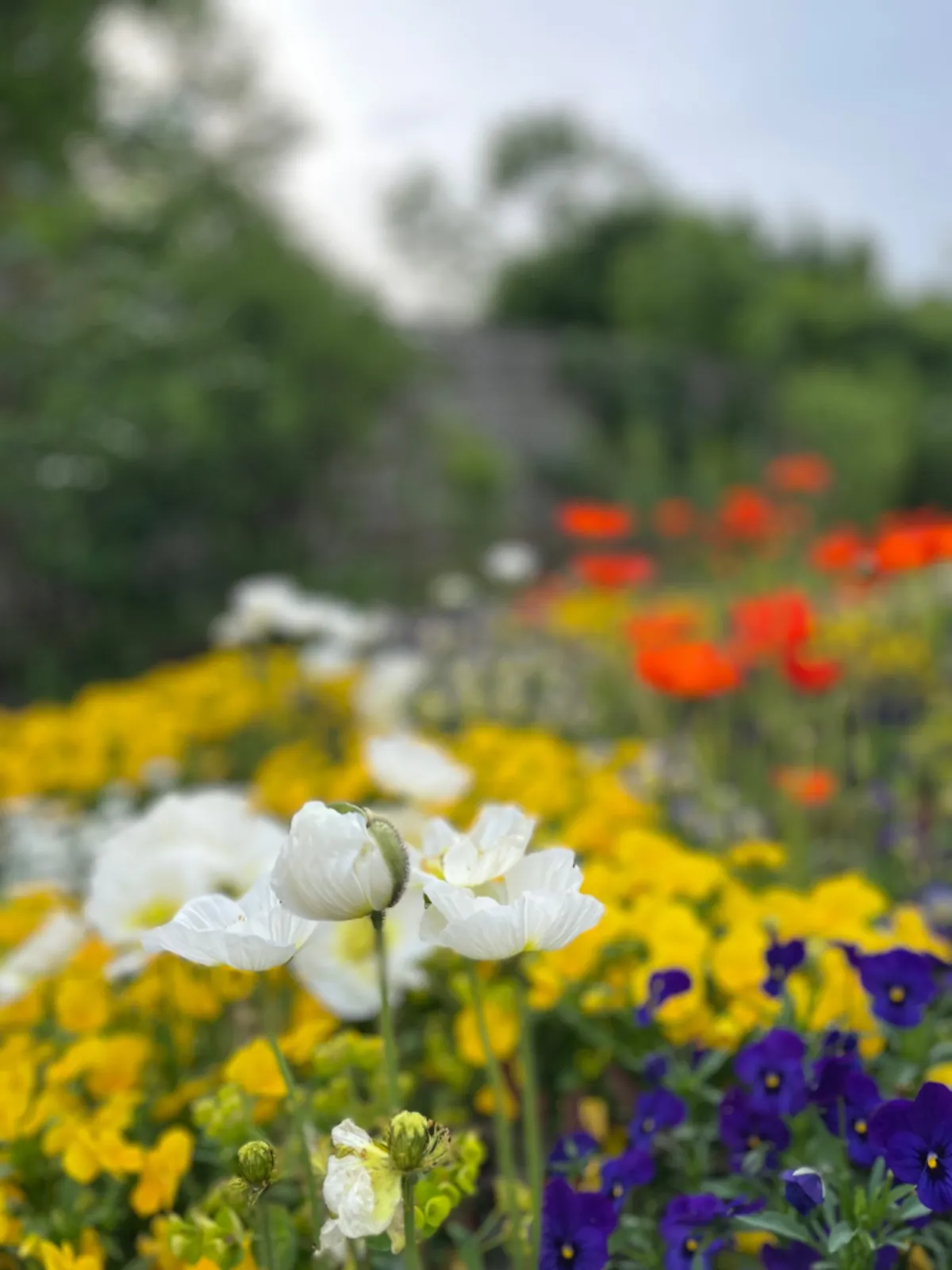 Blühende Blumenwiese mit Mohn und weißen Blüten