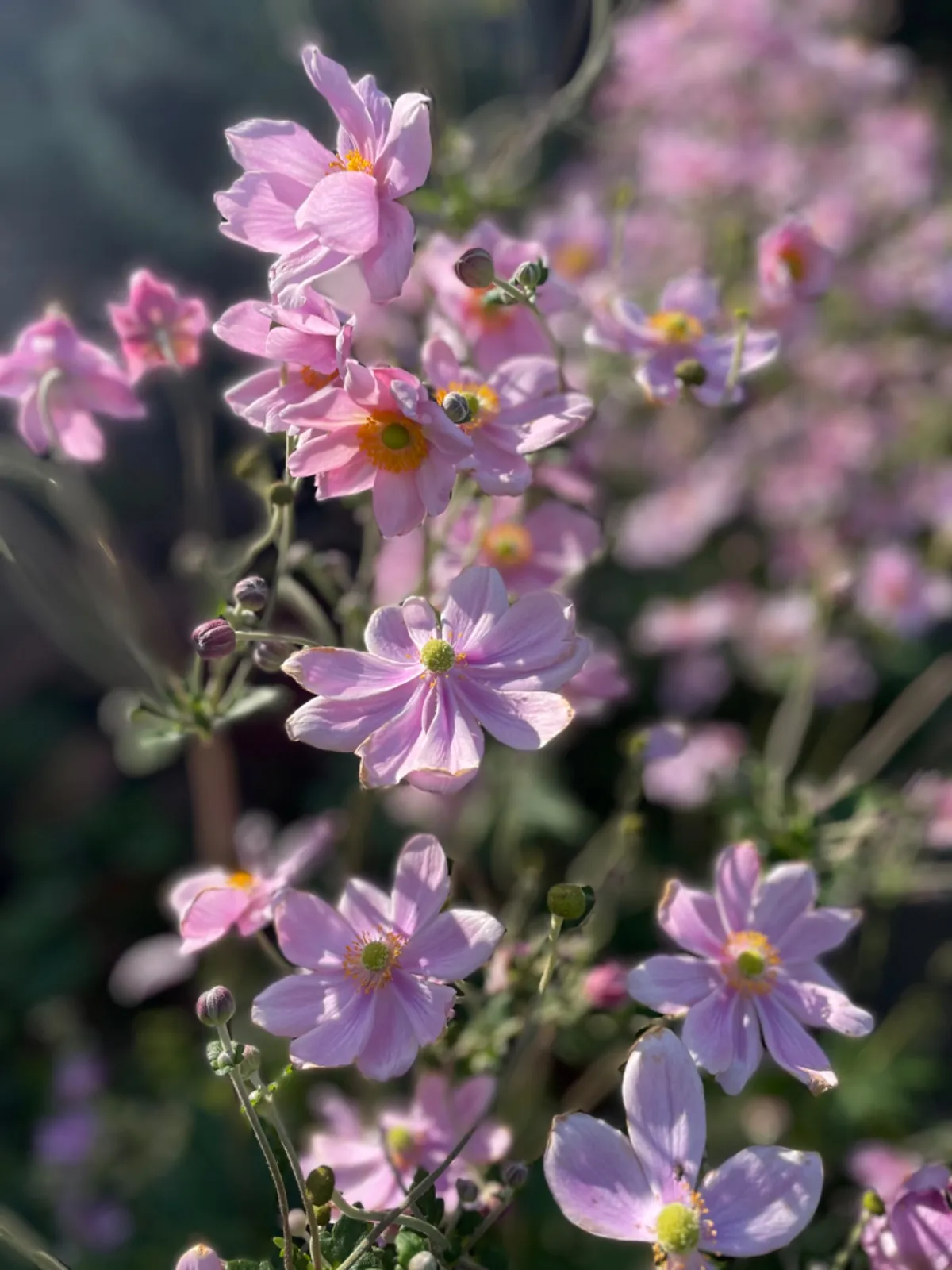 Blühende rosa Stauden mit Insekten im Beet