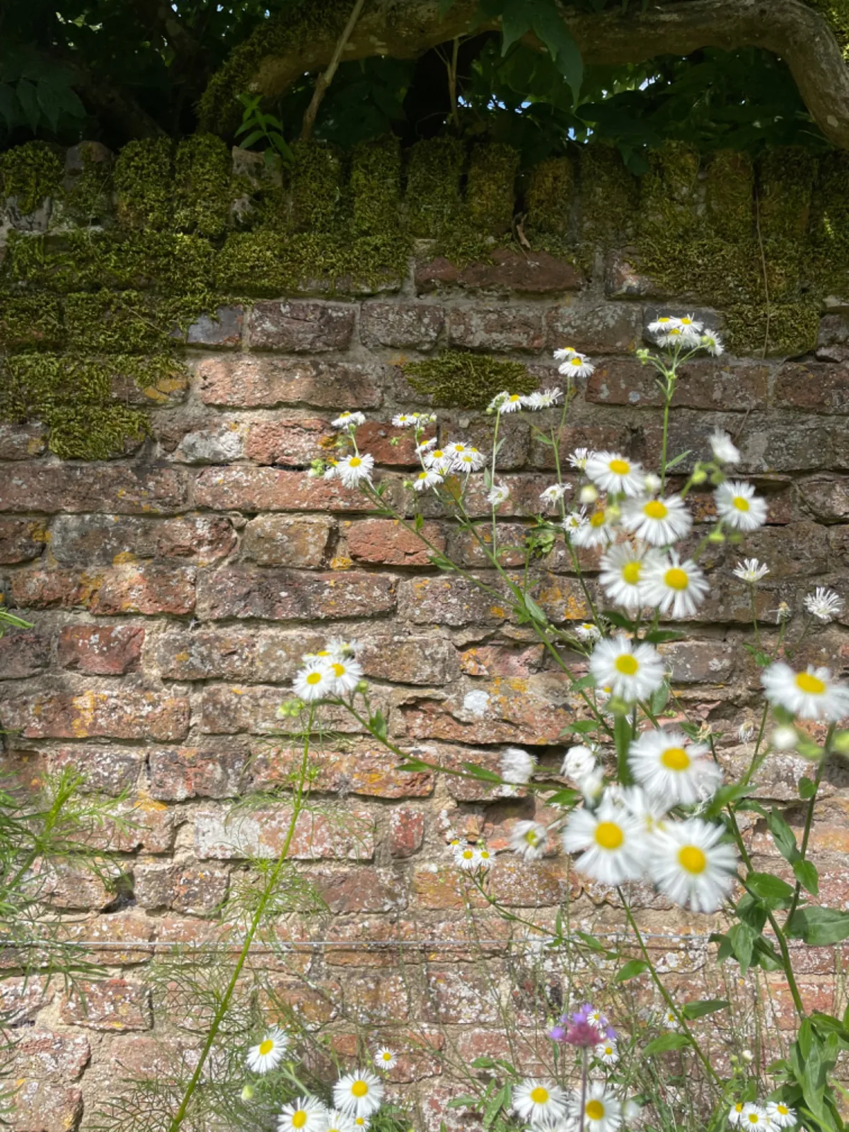 Alte Trockenmauer mit blühenden Margeriten als Lebensraum für Insekten