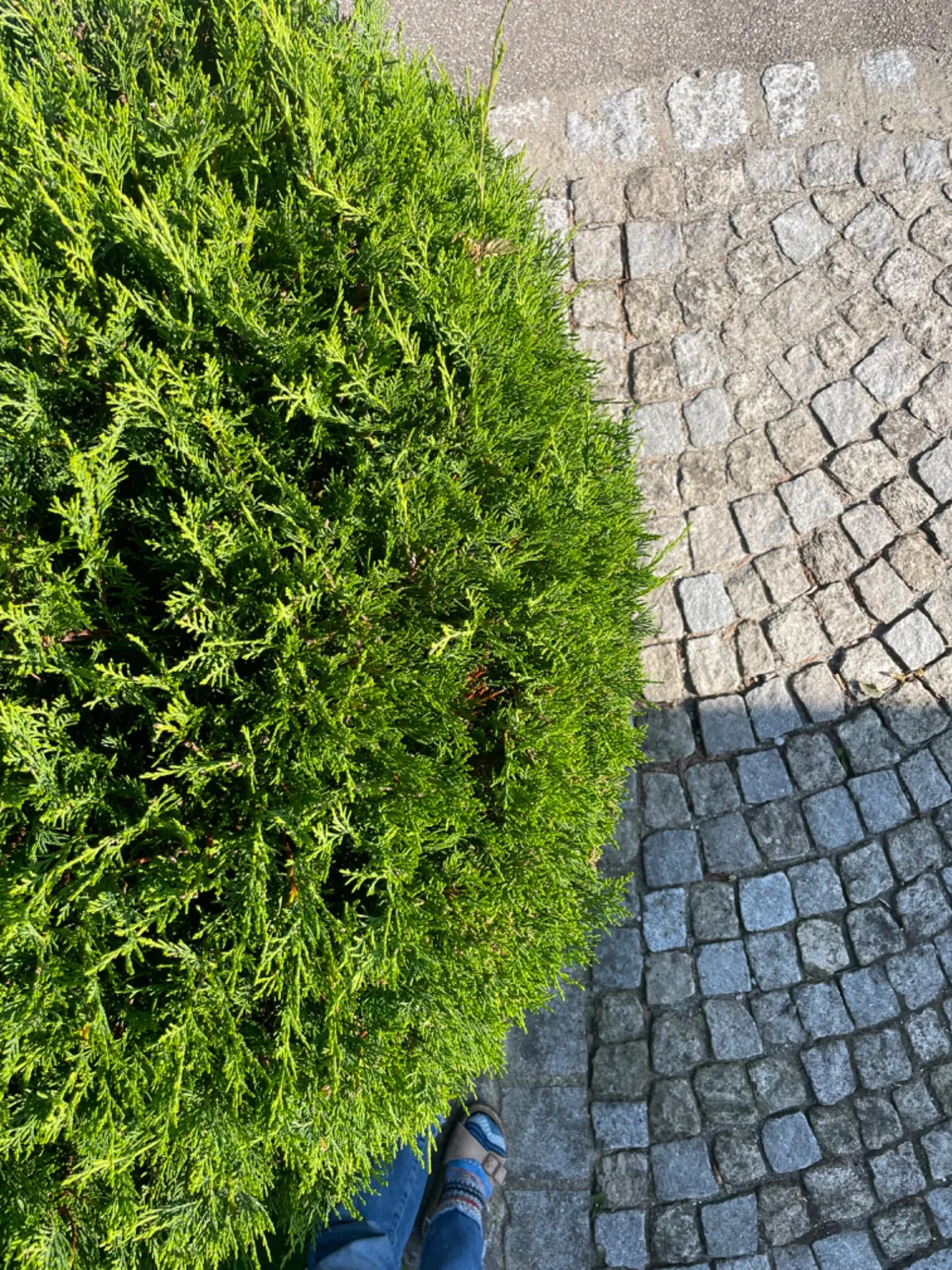Dichte Hecke am Pflasterweg als natürlicher Sichtschutz