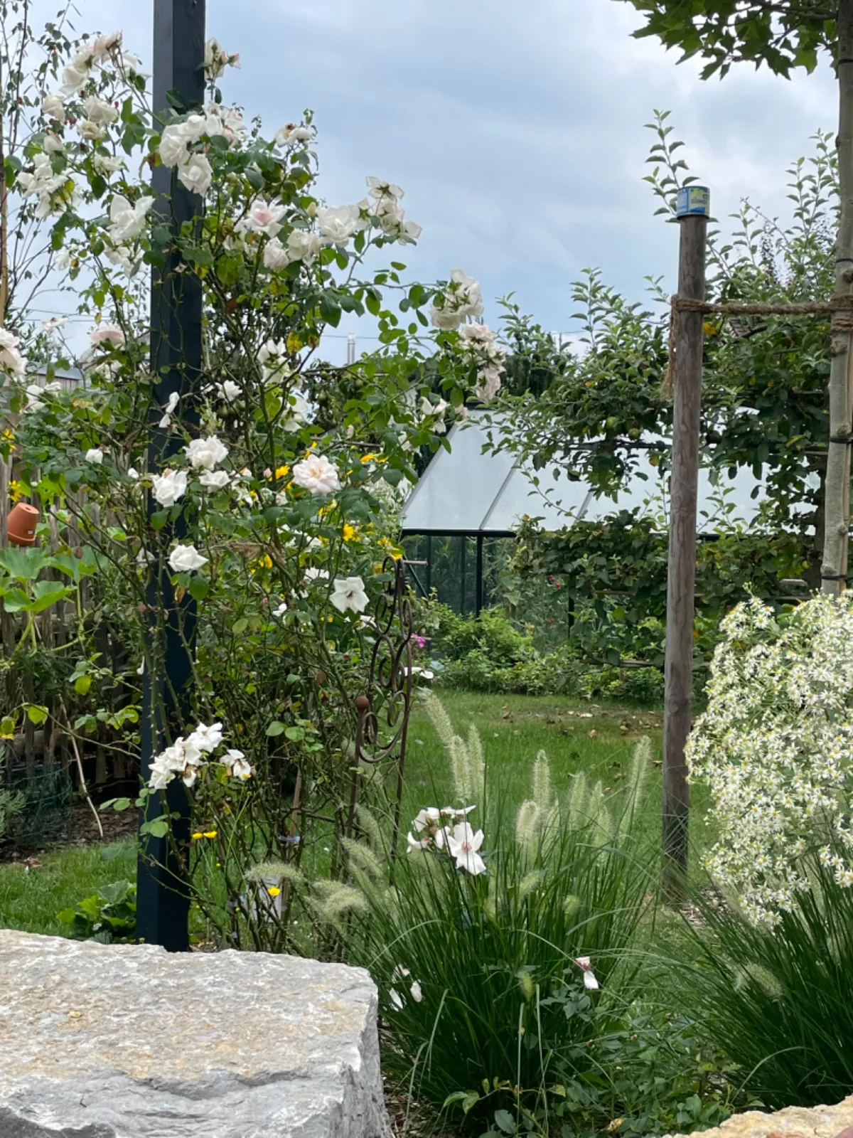 Vorgarten mit Rosenbogen, Gräsern und weißen Blüten