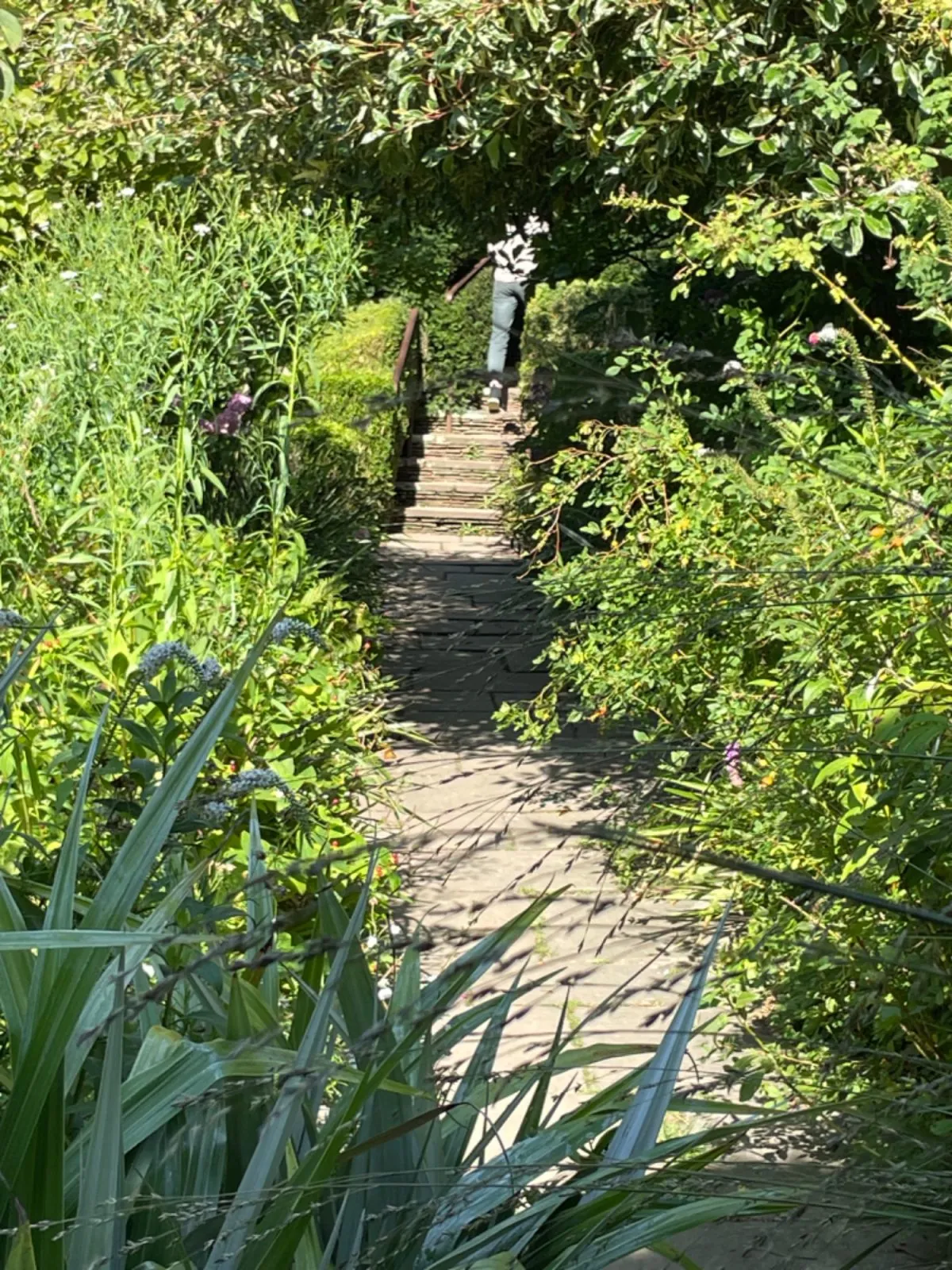 Naturnaher Gartenweg mit Stufen zwischen dichter Bepflanzung