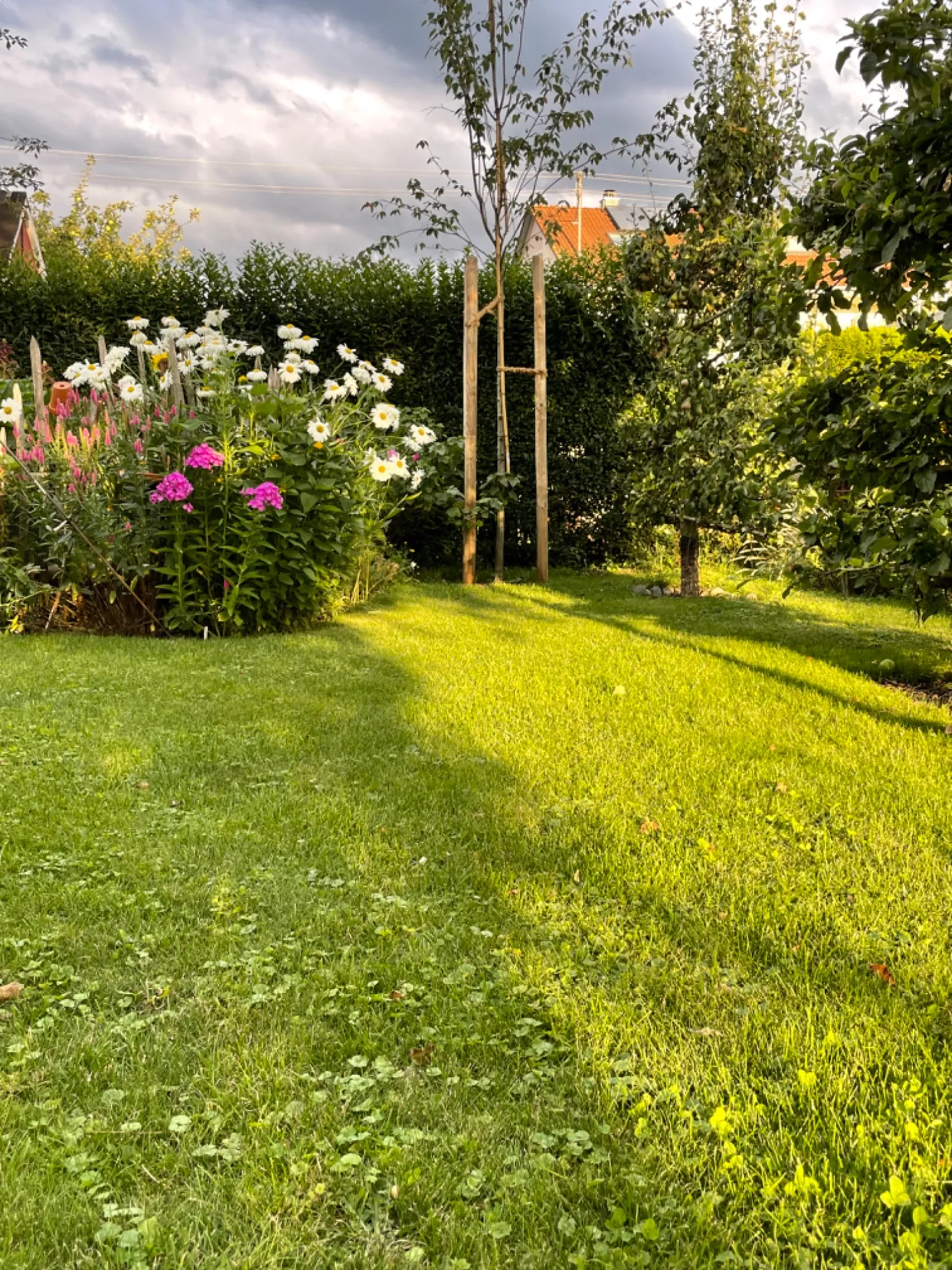 Geplanter Garten mit geschwungener Rasenfläche, Stauden und jungen Bäumen